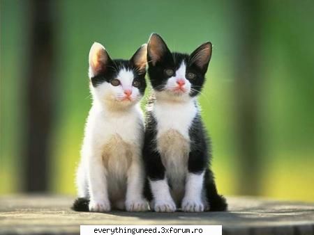LOVE STORIES - atzi trait clipe d neuitat alaturi d cineva - Teen_Kitty's Advice Forum